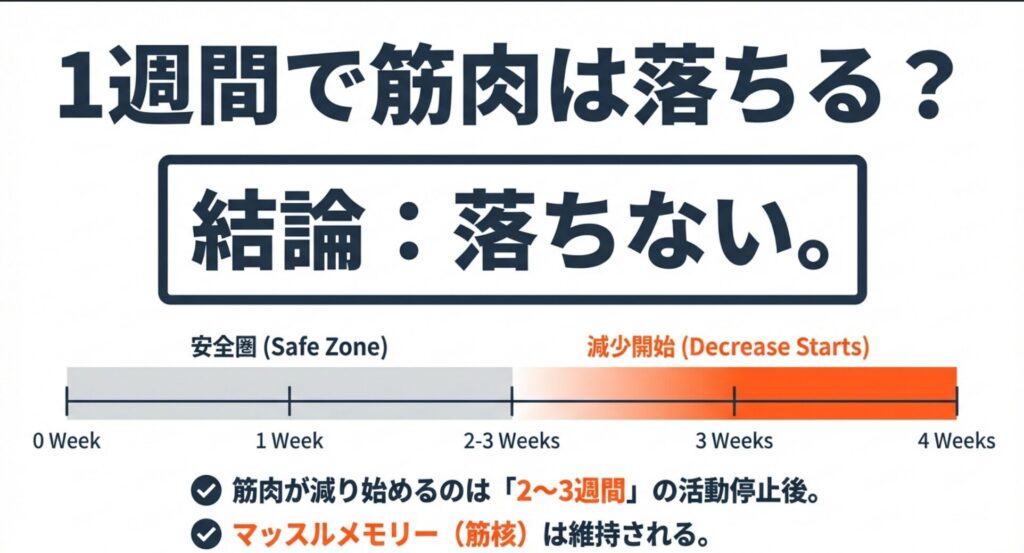 筋トレを休んでも2〜3週間は筋肉が落ちないことを示すセーフゾーンと減少開始時期のタイムライン図