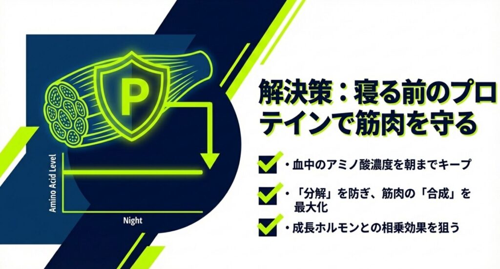 寝る前のプロテイン摂取で血中のアミノ酸濃度を朝までキープし筋肉の合成を最大化するグラフ