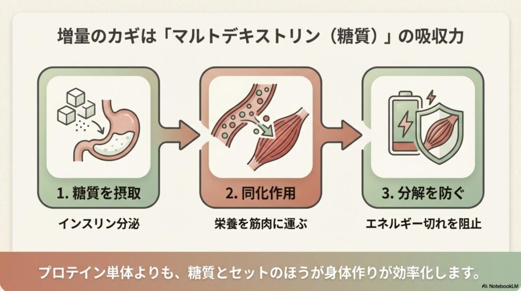糖質摂取によるインスリン分泌が栄養を筋肉へ運び、エネルギー切れを防ぐメカニズムの図解