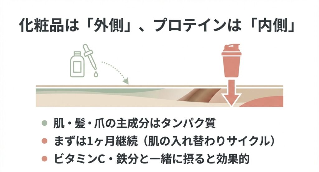 化粧品は外側、プロテインは内側から肌・髪・爪をケアする概念図
