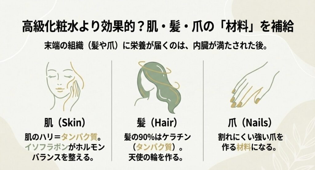 肌のハリ、髪の天使の輪、割れにくい爪を作る材料としてのプロテインの効果解説