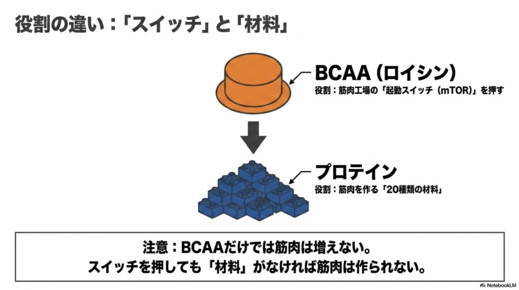 BCAAは筋肉合成のスイッチ役、プロテインは材料役であることを示す図解
