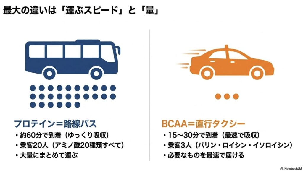 プロテインを路線バス、BCAAを直行タクシーに例えた吸収スピードと運搬量の違いの図解